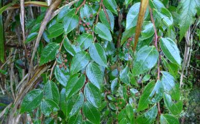 Gaultheria cumingiana 白珠樹