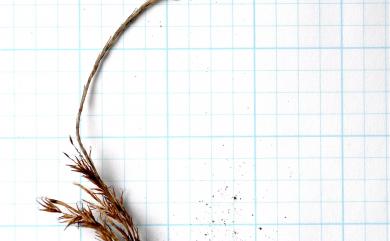 Carex longistipes Hayata 長梗扁果薹