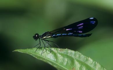 Aristocypha baibarana Matsumura, 1931 簾格鼓蟌