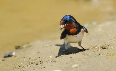 Hirundo rustica mandschurica 家燕