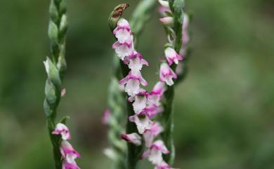 Spiranthes sinensis (Pers.) Ames 綬草