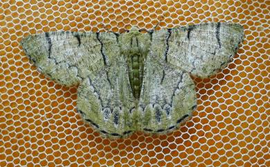 Lophophelma iterans onerosus (Inoue, 1970) 明線垂耳尺蛾