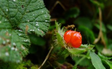 Rubus pectinellus Maxim. 刺萼寒莓