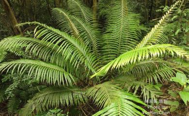 Blechnopsis orientalis (L.) C.Presl 擬烏毛蕨