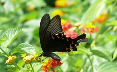 Papilio bianor thrasymedes Fruhstorfer, 1909 翠鳳蝶