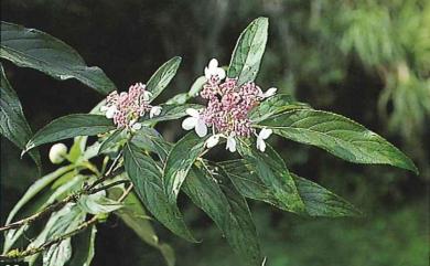 Hydrangea longifolia Hayata 長葉繡球