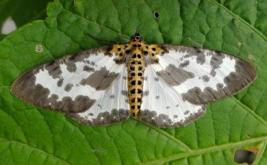 Percnia longitermen Prout, 1914 長緣星尺蛾