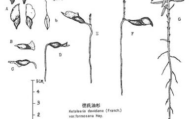 Keteleeria davidiana var. formosana 臺灣油杉