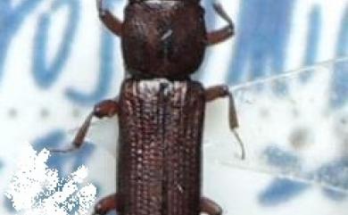 Prostomis taiwanensis Ito & Yoshitomi, 2017 臺灣尖顎扁蟲