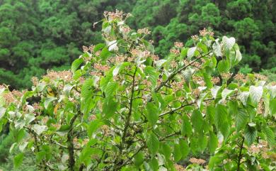 Viburnum plicatum var. formosanum Y.C.Liu & C.H.Ou 臺灣蝴蝶戲珠花