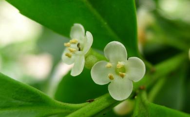 Ilex maximowicziana Loes. 倒卵葉冬青