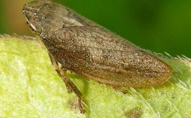 Poophilus costalis (Walker, 1851) 嗜菊短頭脊沫蟬