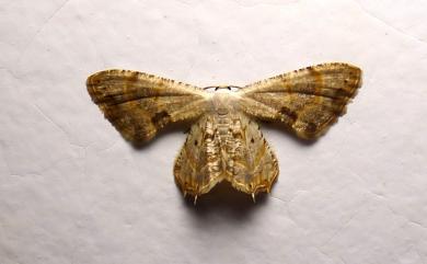 Epiplema strigulicosta (Strand, 1916) 細線小雙尾蛾