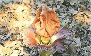 Amorphophallus paeoniifolius (Dennst.) Nicolson 疣柄魔芋