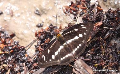 Athyma opalina hirayamai 流帶蛺蝶