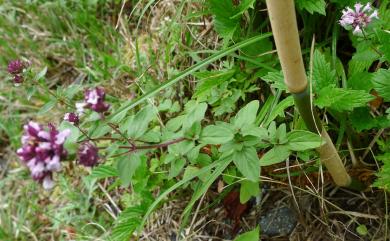 Origanum vulgare L. 野薄荷