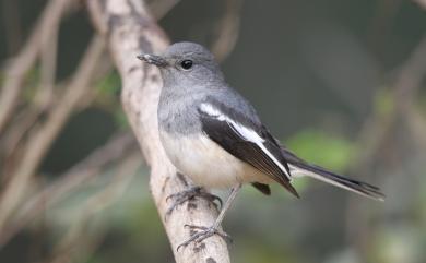 Copsychus saularis saularis (Linnaeus, 1758) 鵲鴝(大陸亞種)