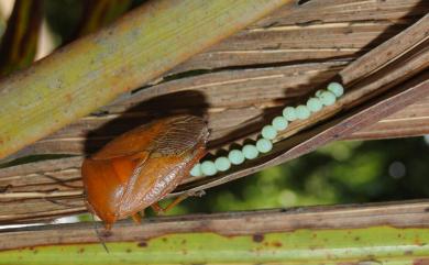 Tessaratoma papillosa (Drury, 1770) 荔枝椿象