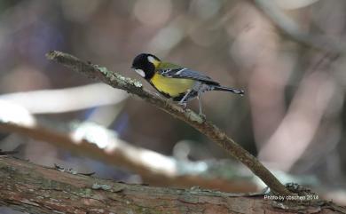 Parus monticolus insperatus Swinhoe, 1866 青背山雀