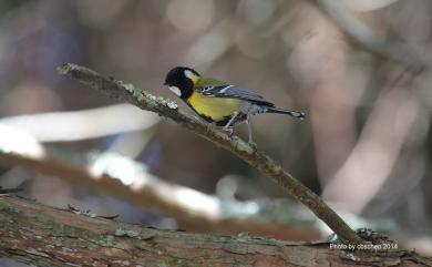 Parus monticolus insperatus 青背山雀