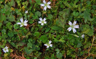 Stellaria arisanensis 阿里山繁縷