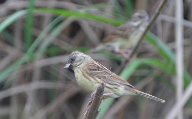 Emberiza spodocephala personata (Temminck, 1836) 黑臉鵐(日本亞種)