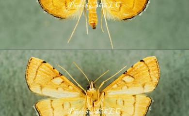 Stenia charonialis (Walker, 1859) 三環狹野螟