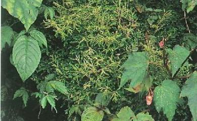 Selaginella heterostachys 姬卷柏