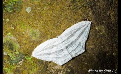 Acropteris leptaliata (Guenée, 1857) 微點燕蛾