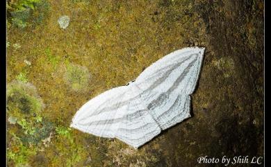 Acropteris leptaliata (Guenée, 1857) 微點燕蛾