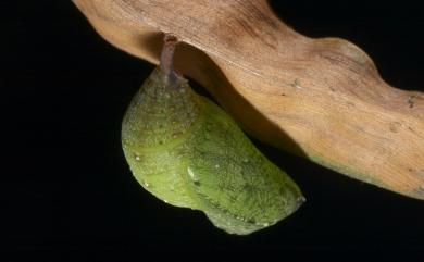 Mycalesis francisca formosana Fruhstorfer, 1908 眉眼蝶