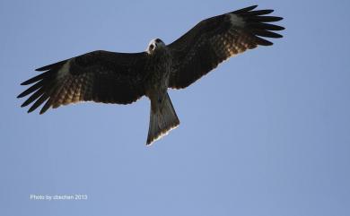 Milvus migrans formosanus 黑鳶