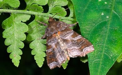 Callopistria placodoides (Guenee, 1852) 紅棕散紋夜蛾