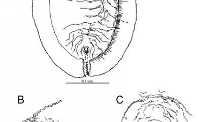 Aleurolobus shiiae Takahashi, 1957 烤穴粉蝨