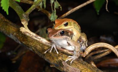 Hylarana latouchii (Boulenger, 1899) 拉都希氏赤蛙