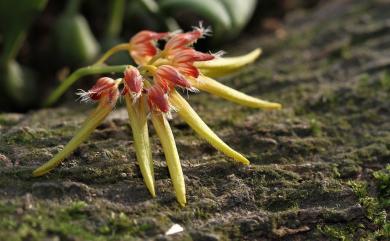 Bulbophyllum fimbriperianthium 流蘇豆蘭