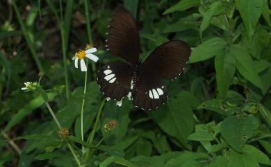 Papilio castor formosanus Rothschild, 1896 無尾白紋鳳蝶