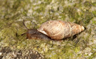 Luchuena luchuana luchuana (Pilsbry, 1901) 琉球擬煙管蝸牛