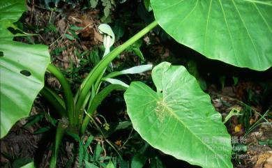 Alocasia odora (Roxb.) Spach 姑婆芋