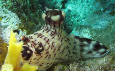 Jorunna rubescens Bergh, 1876 紅斑刺海蛞蝓