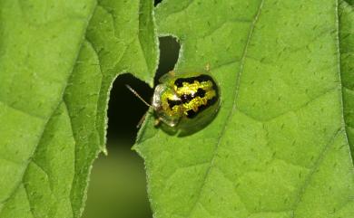 Cassida circumdata Herbst, 1790 甘藷龜金花蟲