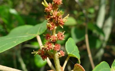 Mallotus japonicus (Spreng.) Müll. Arg. 野桐