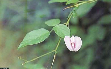 Clitoria falcata 鐮刀莢蝶豆