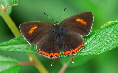 Heliophorus ila matsumurae (Fruhstorfer, 1908) 紫日灰蝶