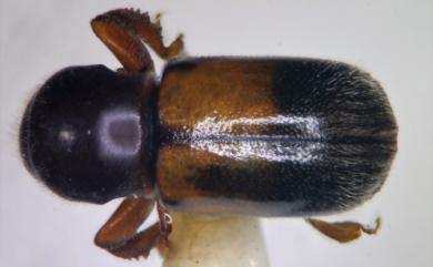 Scolytoplatypus blandfordi Gebhardt, 2006 布萊福德小蠹