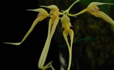 Bulbophyllum macraei (Lindl.) Rchb.f. 烏來捲瓣蘭