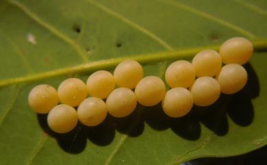 Tessaratoma papillosa (Drury, 1770) 荔枝椿象