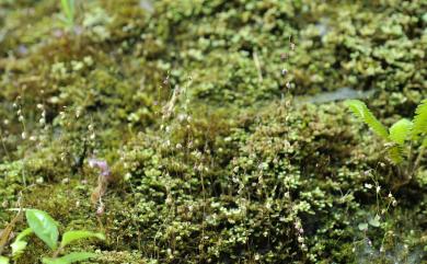 Utricularia striatula 圓葉挖耳草