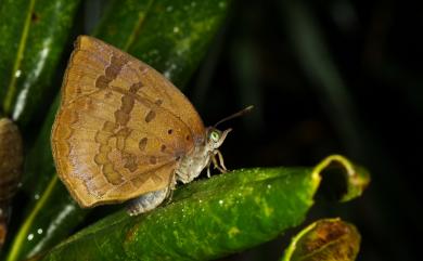 Arhopala japonica (Murray, 1875) 日本紫灰蝶