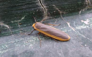 Brunia antica (Walker, 1854) 安土苔蛾